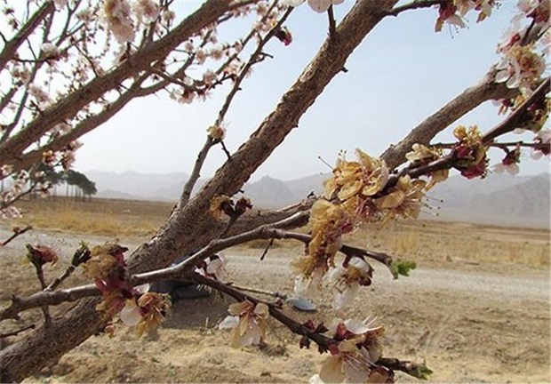 ۱۸۰ میلیارد تومان خسارت سرمازدگی در سال ۹۵ به کشاورزی همدان وارد شد