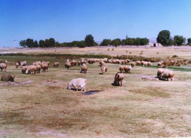 مراتع مناطق عشایری کرمان با کاهش 70درصدی علوفه مواجهند