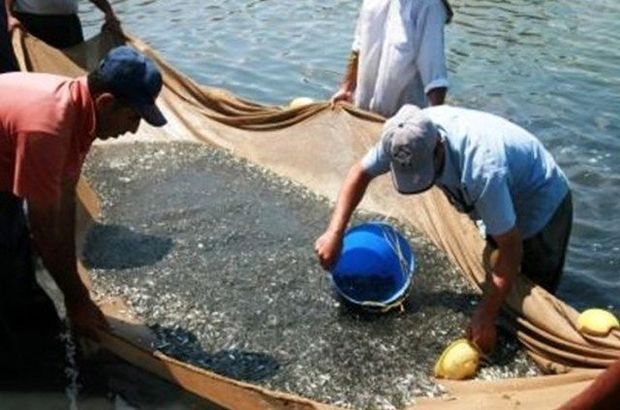 رها سازی 4 میلیون قطعه بچه ماهی در منابع آبی سیستان و بلوچستان تا پایان امسال