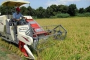 برداشت 75 درصدی محصول برنج در رضوانشهر