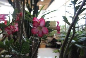 نمایشگاه گل و گیاه (6)