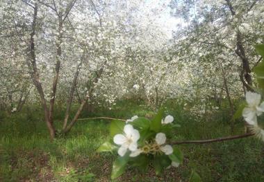 خودنمایی شکوفا در شهر آلبالو