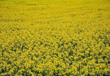 برداشت دانه روغنی کلزا در شهرستان شوشتر آغازشد