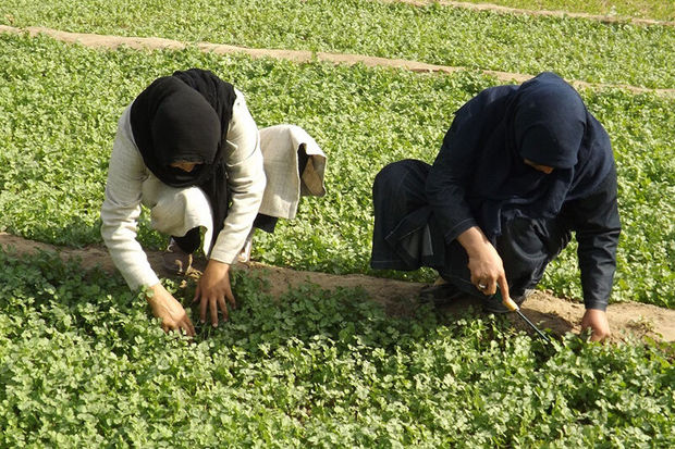 کردستان رتبه اول استانداردسازی محصولات کشاورزی را دارد