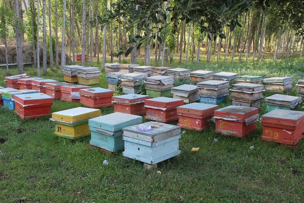 900 تن عسل در خلخال تولید می شود