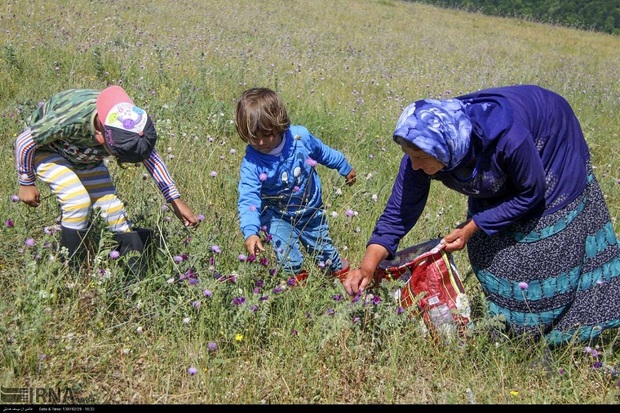 آغاز برداشت گل گاو زبان و توت فرنگی در آستارا و تالش