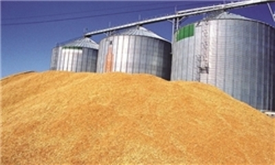 202 هزار تن گندم از کشاورزان استان ایلام خریداری شده است