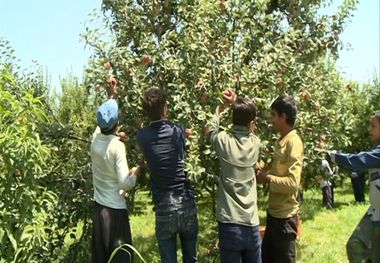 برداشت سیب در مشگین‌شهر آغاز شد