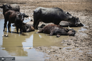 منتخب تصاویر امروز جهان- 21 تیر 1400