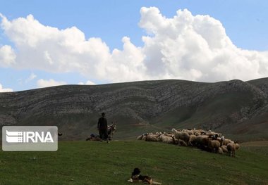 بیمه ۱۸ هزار راس دام عشایری در شیروان