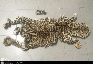 کشف پوست یوزپلنگ در باغ وحش مشهد