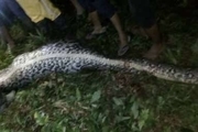 جسد مرد اندونزیایی در شکم مار 7 متری پیدا شد