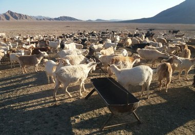 10 هزار راس دام بومی در شهرستان طبس اصلاح نژاد می شود