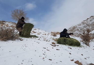 وحوش منطقه حفاظت شده بیجار بر سفره انجمن های زیست محیطی نشستند