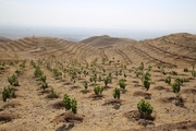 اجرای بیش از 5 هزار و 800 هکتار جنگل کاری در جنوب کرمان