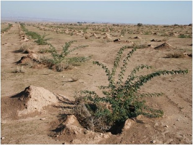 طرح جامع مبارزه با بیابان زدایی در جنوب تهران اجرا می شود