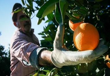 آغاز برداشت پرتقال در باغهای مرکبات مازندران