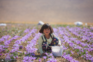 برداشت زعفران از مزارع استان چهارمحال و بختیاری
