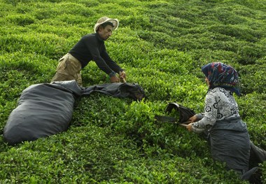 برداشت برگ سبز چای آغاز شد