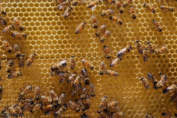 امسال یک هزار و ۱۰۰ تن عسل در گلستان تولید می‌شود