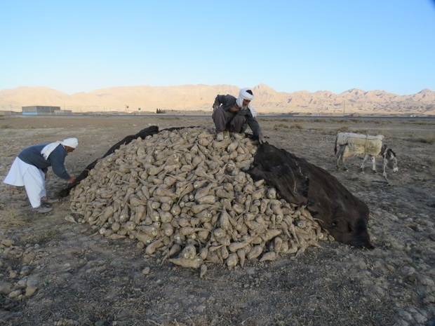 شهرستان درمیان رتبه دوم تولید چغندرقند خراسان جنوبی را دارد