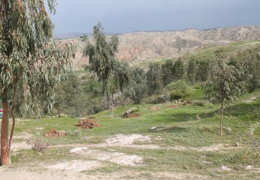 مشارکت فعال دوستداران محیط زیست در طرح نهالکاری جنگلانه لالی