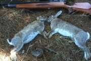 شکارچیان خرگوش در الیگودرز دستگیر شدند