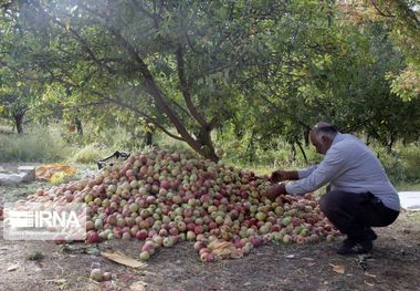 انباشت سیب‎های در سبد درآمدی کشاورزان بروجردی