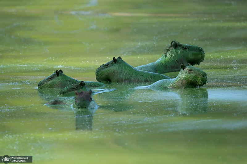 منتخب تصاویر امروز جهان - 26 و 27 بهمن 1403
