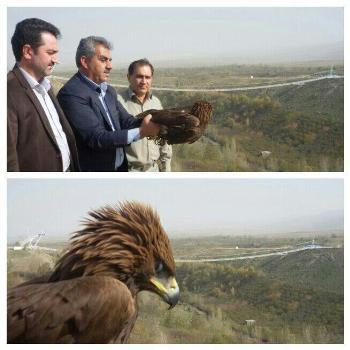 یک قطعه عقاب طلایی نادر در مشگین شهر به طبیعت بازگردانده شد