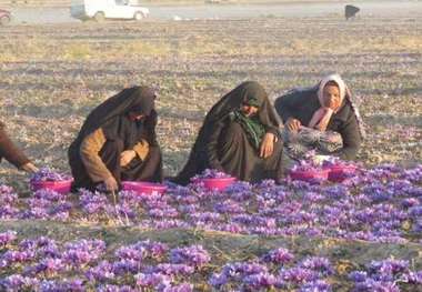 خرید توافقی 3محصول کشاورزی خراسان شمالی به دولت داده شد