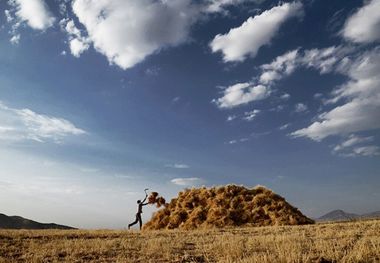 برکت پاسداشتنی زمین  ۲۹۲ هزار تن گندم خریداری شد