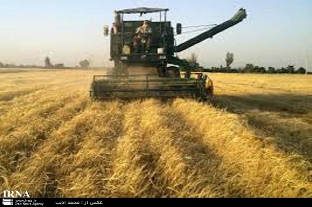 آذربایجان غربی رتبه ششم تولید گندم کشور را دارد