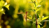 این 9 گیاه پشه‌ها را از حیاط و خانه شما دور می‌کنند + عکس ها