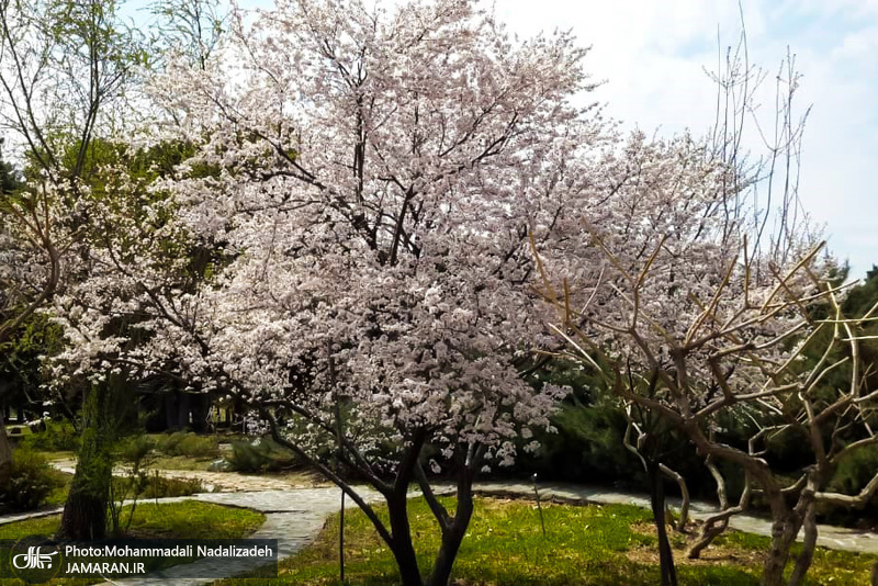 باغ گیاه شناسی ملی ایران