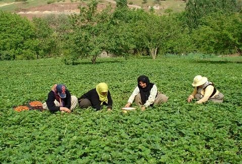 ایجادمزارع پرورش‌گل‌محمدی و توت‌فرنگی برای زنان روستایی  پرداخت تسهیلات به سرمایه‌گذاران مجتمع‌های گلخانه‌ای