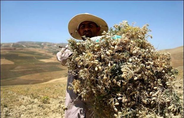 6 هزار تن نخود در کامیاران برداشت می شود