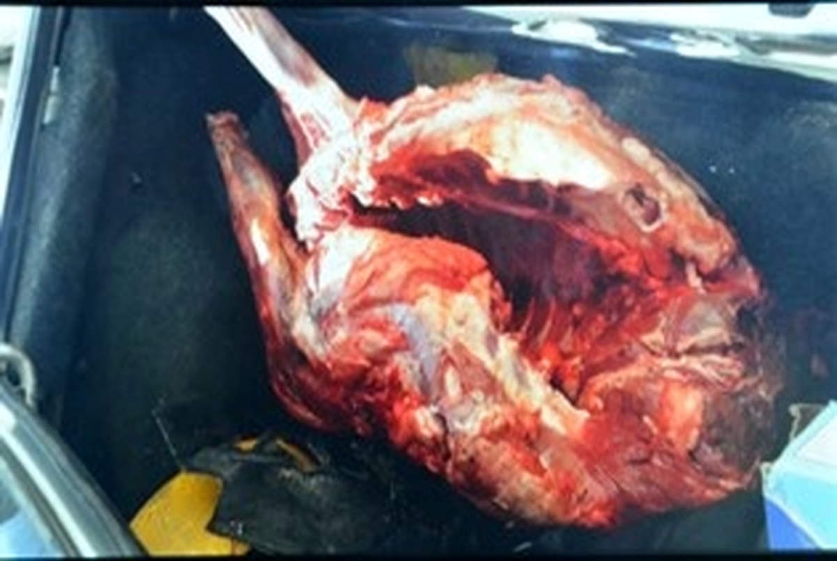 200 کیلو گوشت گراز در رودبار کشف شد
