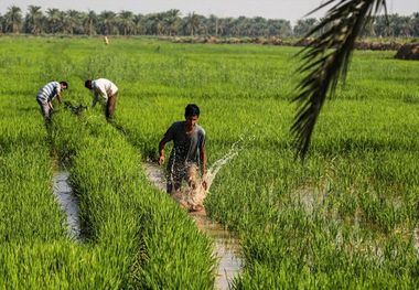 عراق واردات شلتوک خوزستان را ممنوع نکرده است