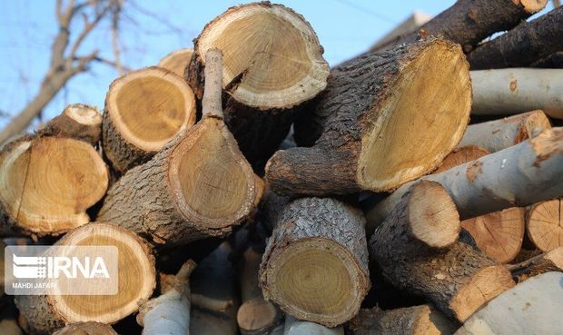 دو تن چوب جنگلی قاچاق در گنبدکاووس کشف شد