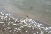 تلف شدن ماهیان رودخانه های لرستان به دلیل خشکسالی