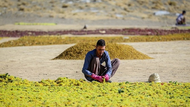 میز تخصصی کشمش برای توسعه صادرات