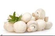 رشد 50 درصدی تولید قارچ خوراکی در آذربایجان غربی