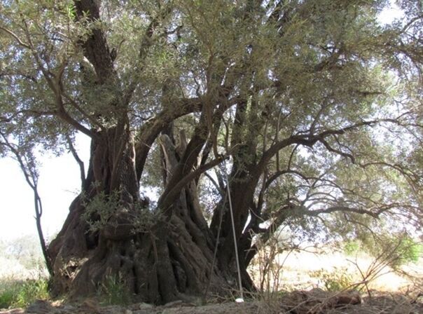 درخت زیتون ۴۵۰ ساله طارم در فهرست آثار ملی جای گرفت