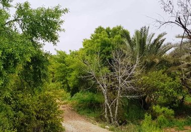 ورودی و خروجی خاوران فارس در روز طبیعت پایش می‌شود