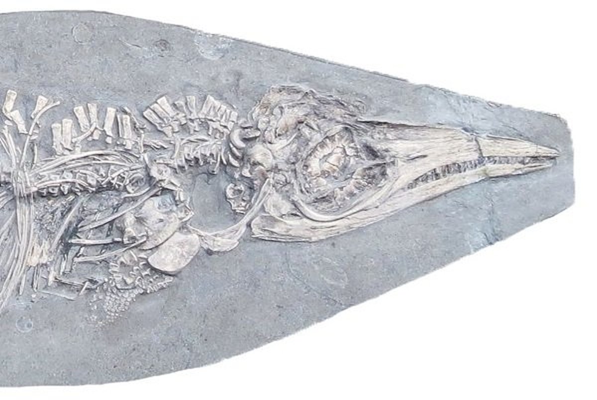کشف فسیل 200 میلیون ساله با شکمی پر از ماهی!