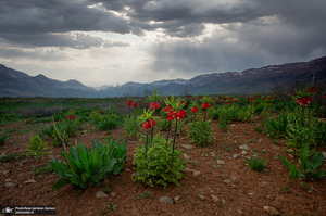 دشت لاله های واژگون کوهرنگ