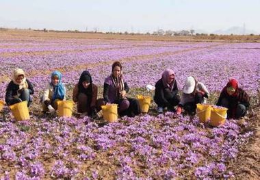 تعاون روستایی با پرداخت تسهیلات از زعفرانکاران حمایت می‌کند