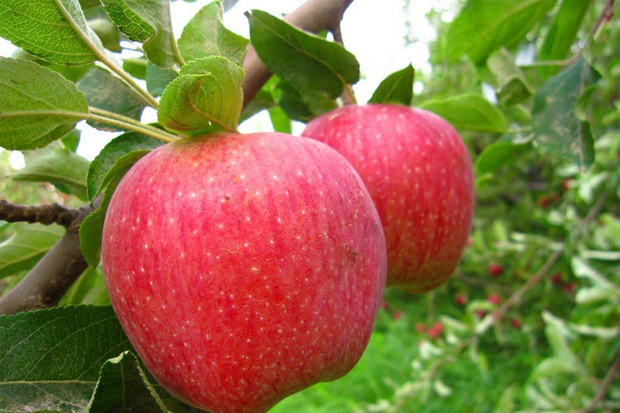 سمنان رتبه نخست تولید سیب درختی را به خود اختصاص داد