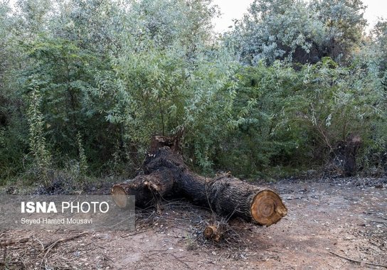 قطع درختان پارک ملی دز و عباس آباد (7)
